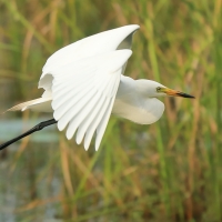 Czapla czarnonoga - Ardea intermedia - Intermediate Egret