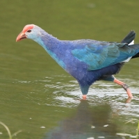 Modrzyk siwogłowy - Porphyrio p. poliocephalus - Grey-headed Swamphen