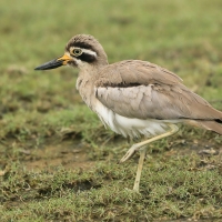 Kulon wielkodzioby - Esacus recurvirostris - Great Thick-knee