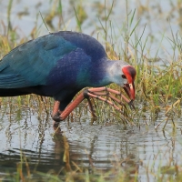 Modrzyk siwogłowy - Porphyrio p. poliocephalus - Grey-headed Swamphen