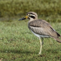 Kulon wielkodzioby - Esacus recurvirostris - Great Thick-knee