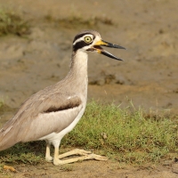 Kulon wielkodzioby - Esacus recurvirostris - Great Thick-knee