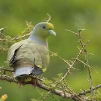 Treron zielonolicy - Treron bicinctus - Orange-breasted Green Pigeon