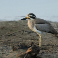 Kulon wielkodzioby - Esacus recurvirostris - Great Thick-knee