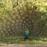 Paw indyjski - Pavo cristatus - Indian Peafowl