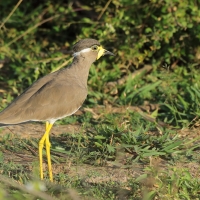 Czajka brunatna - Vanellus malabaricus - Yellow-wattled Lapwing