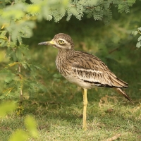 Kulon indyjski - Burhinus oedicnemus indicus - Indian Stone-curlew