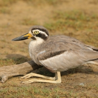 Kulon wielkodzioby - Esacus recurvirostris - Great Thick-knee