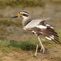 Kulon wielkodzioby - Esacus recurvirostris - Great Thick-knee