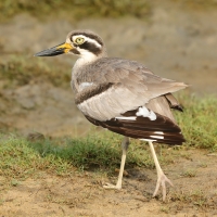 Kulon wielkodzioby - Esacus recurvirostris - Great Thick-knee