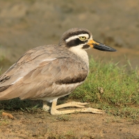 Kulon wielkodzioby - Esacus recurvirostris - Great Thick-knee