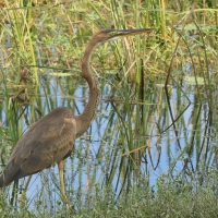 Czapla purpurowa - Ardea purpurea - Purple Heron