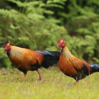 Kur cejlonski - Gallus lafayetii - Sri Lanka Junglefowl