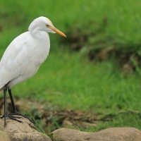 Czapla złotawa - Bubulcus ibis - Western Cattle Egret