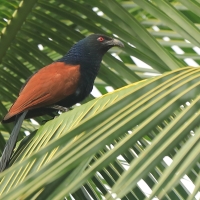 Kukal zmienny - Centropus sinensis - Greater Coucal