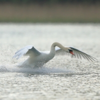 Łabędź niemy - Cygnus olor - Mute Swan