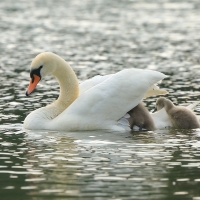 Łabędź niemy - Cygnus olor - Mute Swan