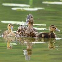 Krzyżówka - Anas platyrhynchos - Mallard