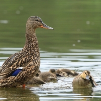 Krzyżówka - Anas platyrhynchos - Mallard