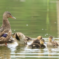 Krzyżówka - Anas platyrhynchos - Mallard