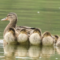 Krzyżówka - Anas platyrhynchos - Mallard