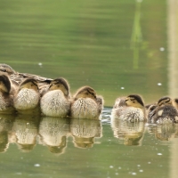 Krzyżówka - Anas platyrhynchos - Mallard