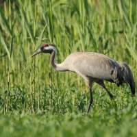 Żuraw - Grus grus - Common Crane