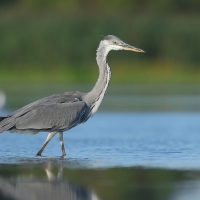 Czapla siwa - Ardea cinerea -Grey Heron