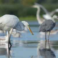 Czapla biała - Ardea alba - Western Great Egret