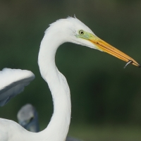 Czapla biała - Ardea alba - Western Great Egret