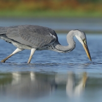 Czapla siwa - Ardea cinerea -Grey Heron