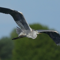 Czapla siwa - Ardea cinerea -Grey Heron
