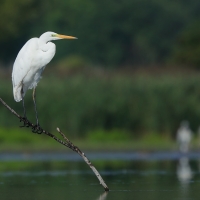 Czapla biała - Ardea alba - Western Great Egret