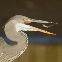Czapla siwa - Ardea cinerea -Grey Heron