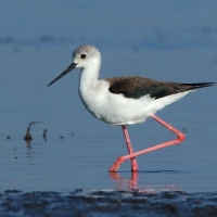 Szczudłak zwyczajny - Himantopus himantopus - Black-winged Stilt