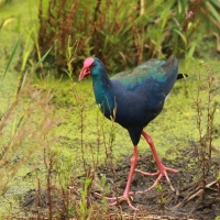 Modrzyk afrykański - Porphyrio p. madagascariensis - African Swamphen