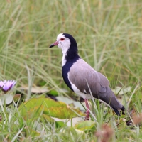 Czajka białolica - Vanellus crassirostris - Long-toed Lapwing