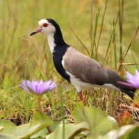 Czajka białolica - Vanellus crassirostris - Long-toed Lapwing