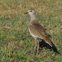 Czajka czarnoskrzydła - Vanellus melanopterus - Black-winged Lapwing