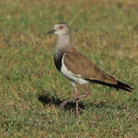 Czajka czarnoskrzydła - Vanellus melanopterus - Black-winged Lapwing
