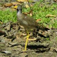 Czajka płowa - Vanellus senegallus - Wattled Lapwing