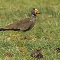 Czajka płowa - Vanellus senegallus - Wattled Lapwing