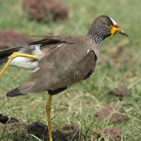 Czajka płowa - Vanellus senegallus - Wattled Lapwing