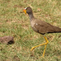 Czajka płowa - Vanellus senegallus - Wattled Lapwing