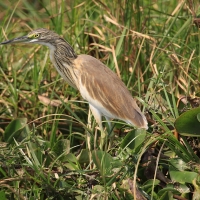 Czapla modronosa - Ardeola ralloides - Squacco Heron