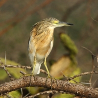 Czapla modronosa - Ardeola ralloides - Squacco Heron
