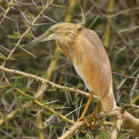 Czapla modronosa - Ardeola ralloides - Squacco Heron