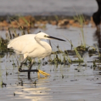 Czapla nadobna - Egretta garzetta - Little Egret