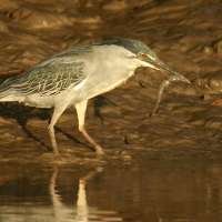 Czapla zielonawa - Butorides striata - Striated Heron