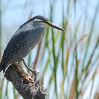 Czapla zielonawa - Butorides striata - Striated Heron